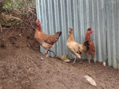 IMG_20200402_101712.jpg (149.86 KiB) Osservato 396 volte IMG_20200402_101712.jpg