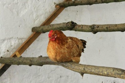 gallina.jpg (69.18 KiB) Osservato 413 volte gallina.jpg