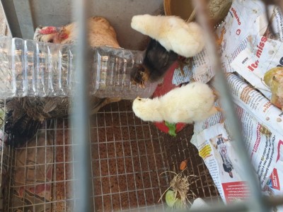 Questi sono i pulcini dell'anno scorso, ho regalato i due galletti e tenuto lo scuro, una gallinella. / 20190706_181707.jpg 20190706_181707.jpg