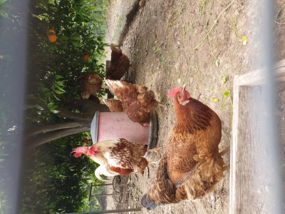 Questa in primo piano è la gallinella dell'anno scorso, figlia del gallo sullo sfondo e della chioccia. / 20200426_172920.jpg 20200426_172920.jpg