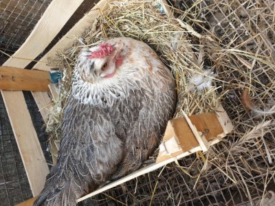 Questa è invece la chioccia in cova, quest'anno. / 20200306_113105.jpg 20200306_113105.jpg