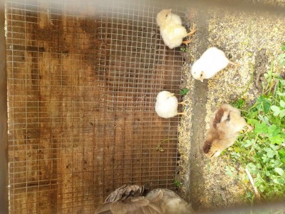 Pulcini di quest'anno alla prima settimana con mamma chioccia. / 20200326_150216.jpg 20200326_150216.jpg