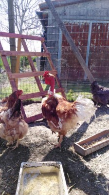 IMG-20200415-WA0049.jpg (114.85 KiB) Osservato 903 volte IMG-20200415-WA0049.jpg