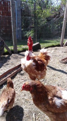 IMG-20200415-WA0048.jpg (123.49 KiB) Osservato 903 volte IMG-20200415-WA0048.jpg