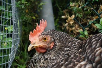 photo_2020-05-12 18.41.40.jpeg (90.12 KiB) Osservato 1001 volte photo_2020-05-12 18.41.40.jpeg