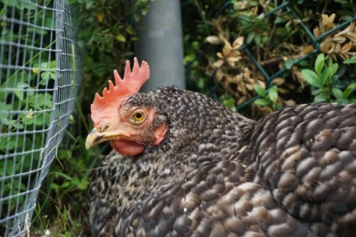 photo_2020-05-12 18.41.31.jpeg (101.7 KiB) Osservato 1001 volte photo_2020-05-12 18.41.31.jpeg