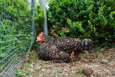 photo_2020-05-12 18.41.25.jpeg (162.76 KiB) Osservato 1001 volte photo_2020-05-12 18.41.25.jpeg