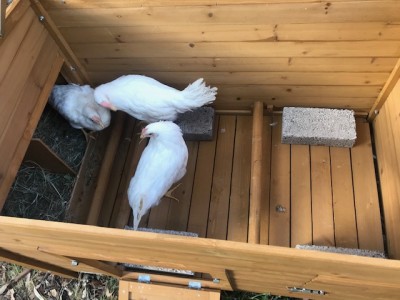 6468337A-BD74-4C4D-A8A8-784DB640860F.jpeg (115.42 KiB) Osservato 786 volte 6468337A-BD74-4C4D-A8A8-784DB640860F.jpeg