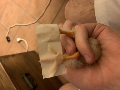 5370888D-1247-4EF1-BC1B-898CDCE79D63.jpeg (43.87 KiB) Osservato 1932 volte 5370888D-1247-4EF1-BC1B-898CDCE79D63.jpeg