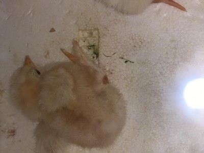 267976CD-F14C-4DE4-BBAD-8E915235168A.jpeg (60.17 KiB) Osservato 1932 volte 267976CD-F14C-4DE4-BBAD-8E915235168A.jpeg