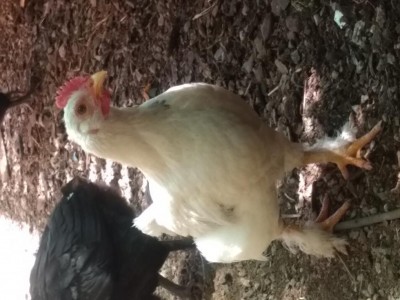 IMG_20200514_124220653.jpg (87.68 KiB) Osservato 450 volte IMG_20200514_124220653.jpg