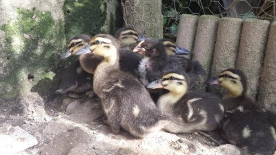 20190608_172059.jpg (113.62 KiB) Osservato 1030 volte 20190608_172059.jpg