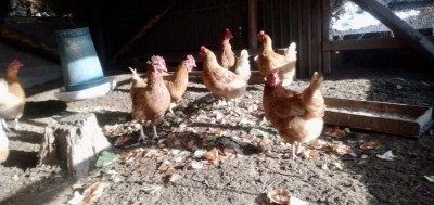 IMG_6655.JPG (85.73 KiB) Osservato 675 volte IMG_6655.JPG