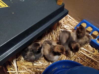 d6c518f6-fa99-4f21-8620-5b53d07dd9f4.jpg (85.49 KiB) Osservato 454 volte d6c518f6-fa99-4f21-8620-5b53d07dd9f4.jpg