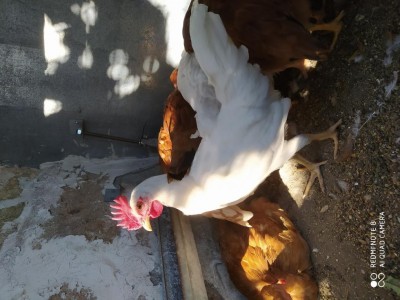 IMG_20200708_174920.jpg (102.85 KiB) Osservato 475 volte IMG_20200708_174920.jpg