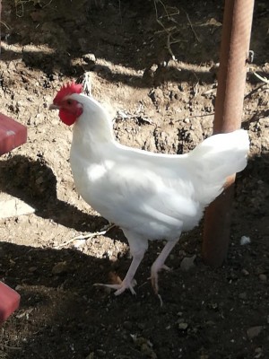 IMG-20200708-WA0005.jpg (109.26 KiB) Osservato 456 volte IMG-20200708-WA0005.jpg