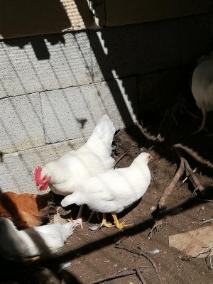 IMG-20200708-WA0006.jpg (141.3 KiB) Osservato 455 volte IMG-20200708-WA0006.jpg