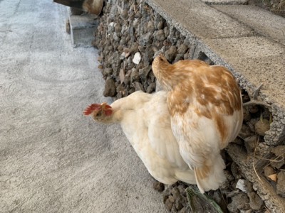 Loro sono i due pulcini, si nota che quello chiaro è il maschio e la femmina è quella marrone / 2FF6F3F0-0166-4DEF-AE6B-F84A2AF5D589.jpeg 2FF6F3F0-0166-4DEF-AE6B-F84A2AF5D589.jpeg