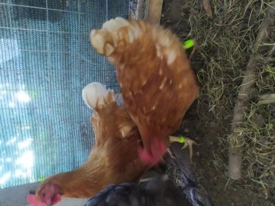 IMG_20200928_165014.jpg (126.35 KiB) Osservato 527 volte IMG_20200928_165014.jpg