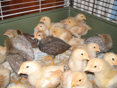 IMG_2511.JPG (119.8 KiB) Osservato 514 volte IMG_2511.JPG