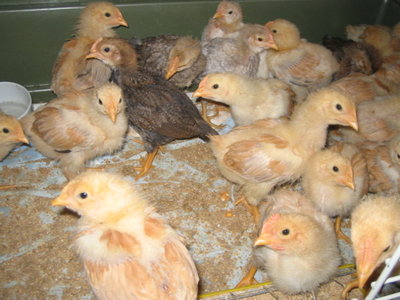 IMG_2512.JPG (118.24 KiB) Osservato 514 volte IMG_2512.JPG