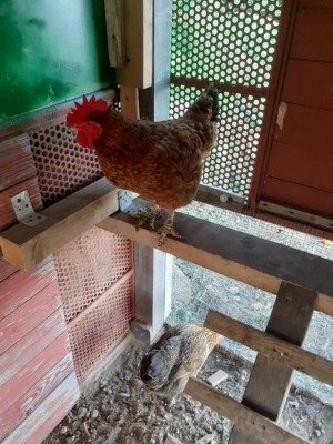 WhatsApp Image 2020-11-23 at 09.55.21.jpeg (129.03 KiB) Osservato 473 volte WhatsApp Image 2020-11-23 at 09.55.21.jpeg