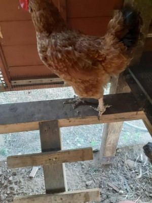 WhatsApp Image 2020-11-23 at 09.54.33.jpeg (101.26 KiB) Osservato 473 volte WhatsApp Image 2020-11-23 at 09.54.33.jpeg