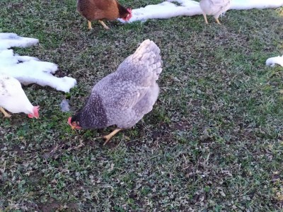 IMG_20210129_145032.jpg (219.2 KiB) Osservato 612 volte IMG_20210129_145032.jpg