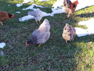 IMG_20210129_145025.jpg (203.88 KiB) Osservato 612 volte IMG_20210129_145025.jpg