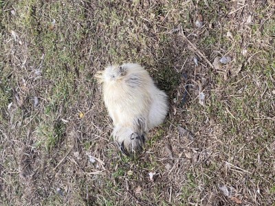 Ecco come si accovaccia e sta / C6012132-1866-46F1-B228-5DEA5D6727E5.jpeg C6012132-1866-46F1-B228-5DEA5D6727E5.jpeg