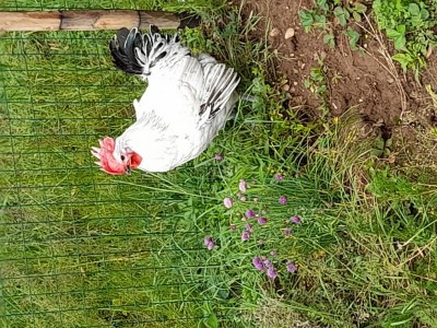 20210502_114311.jpg (205.8 KiB) Osservato 656 volte 20210502_114311.jpg