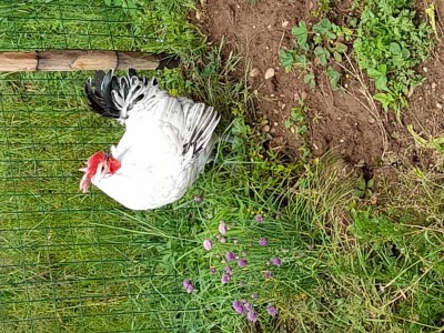 20210502_114306.jpg (203.37 KiB) Osservato 565 volte 20210502_114306.jpg