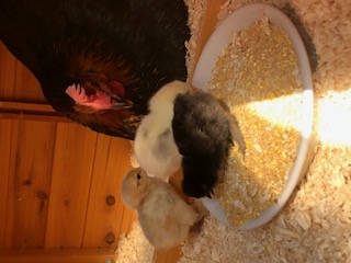 thumbnail_IMG_8327.jpg thumbnail_IMG_8327.jpg