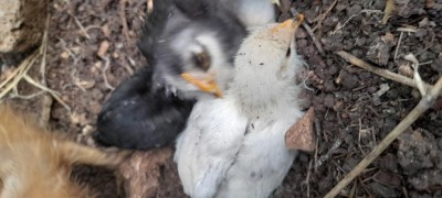 20210813_175332.jpg (62.96 KiB) Osservato 563 volte 20210813_175332.jpg