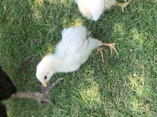thumbnail_IMG_8461.jpg thumbnail_IMG_8461.jpg