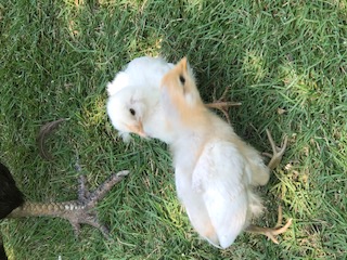 thumbnail_IMG_8460.jpg thumbnail_IMG_8460.jpg