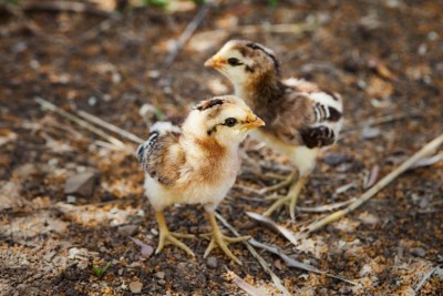 pulcini araucana.jpg (93.77 KiB) Osservato 628 volte pulcini araucana.jpg
