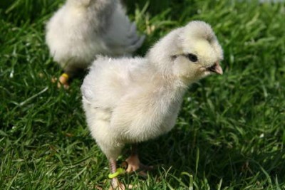 pulcini araucana2.jpg (25.07 KiB) Osservato 628 volte pulcini araucana2.jpg