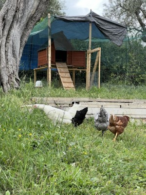 Eccole le mattacchione con dietro il pollaio che ho costruito / IMG_6338.jpeg IMG_6338.jpeg