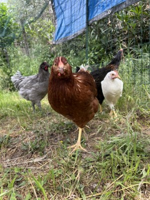 sempre loro, che razze sono? / IMG_6284.jpeg IMG_6284.jpeg