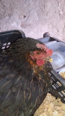 La gallina malata / IMG-20230323-WA0000.jpeg IMG-20230323-WA0000.jpeg