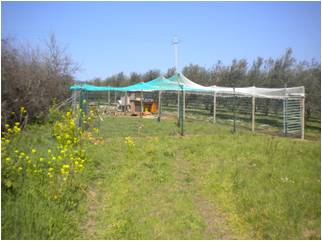 pollaio.jpg pollaio.jpg