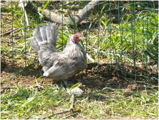 grigia.jpg grigia.jpg