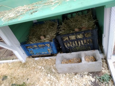 il mangime l'ho messo solo per invogliarle a guardare l'area nidi, non ha altri scopi. / IMG_20240301_085905.jpg IMG_20240301_085905.jpg