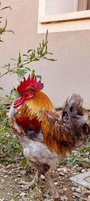 IMG-20240922-WA0020.jpg (91.96 KiB) Osservato 1750 volte IMG-20240922-WA0020.jpg