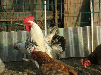 Copia di IMG_4825.JPG (75.6 KiB) Osservato 1021 volte Copia di IMG_4825.JPG