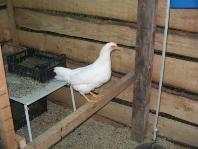 IMG_4860.JPG (74.33 KiB) Osservato 1021 volte IMG_4860.JPG