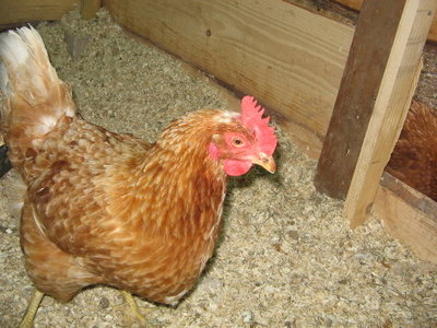 IMG_4872.JPG (71.79 KiB) Osservato 1017 volte IMG_4872.JPG