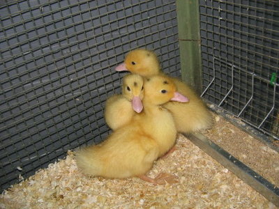 IMG_4870.JPG (65.58 KiB) Osservato 1017 volte IMG_4870.JPG