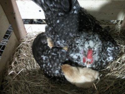 Fotografie-0011.jpg (126.13 KiB) Osservato 1111 volte Fotografie-0011.jpg